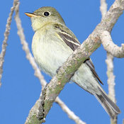 Yellow-bellied Flycatcher
